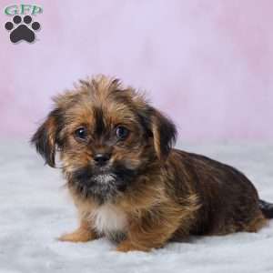 Buttercup, Shorkie Puppy